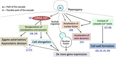 Plasmogamic Paternal Contributions to Early Zygotic Development in Flowering Plants